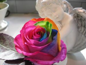 例の薔薇｜「ＦＬＯＷＥＲ　花咲爺」　（石川県白山市の花キューピット加盟店 花屋）のブログ